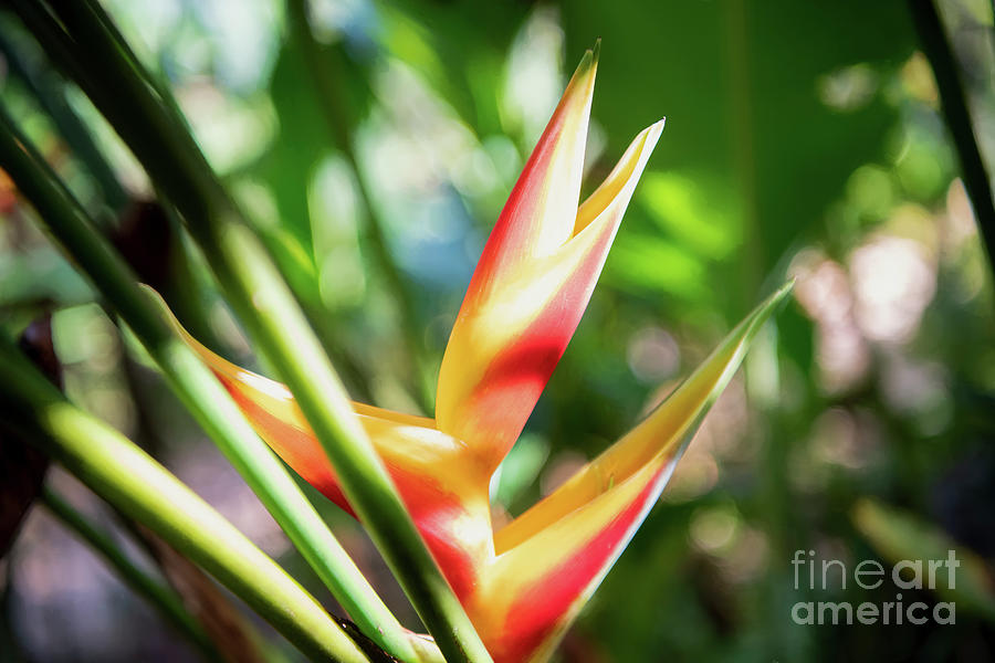 Bird of Paradise Flower in Jamaica Photograph by David Oppenheimer