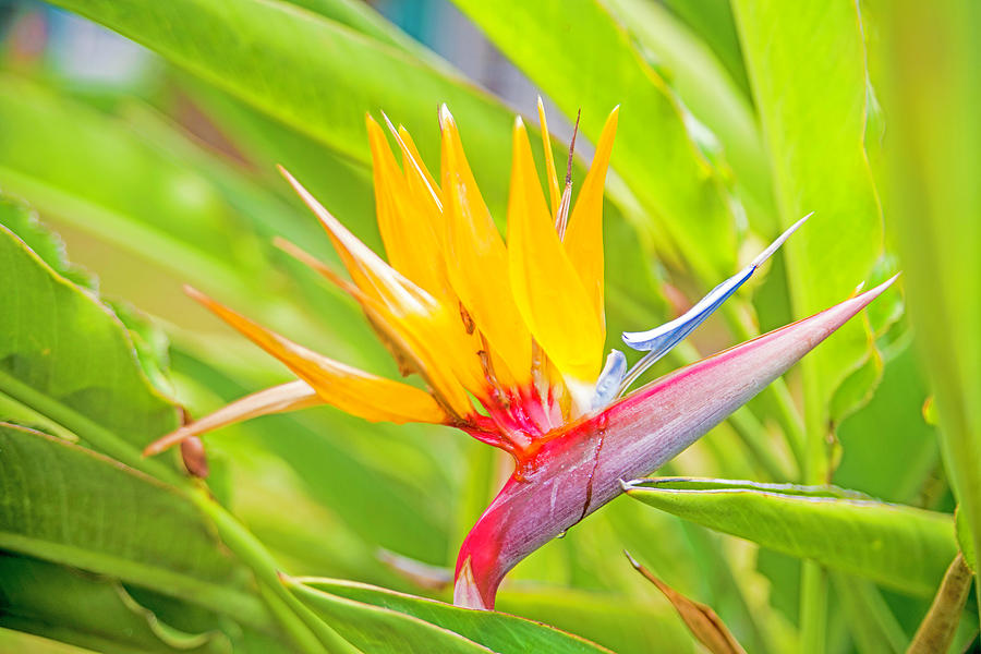 Bird of Paradise Flower Photograph by John Coffey - Fine Art America