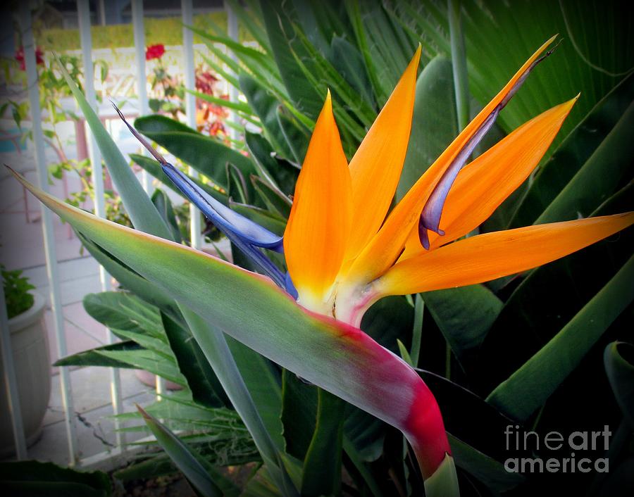 Bird Of Paradise Photograph - Bird of Paradise Flower by Joy Patzner Bird Of Paradise Photograph - Bird of Paradise Flower by Joy Patzner