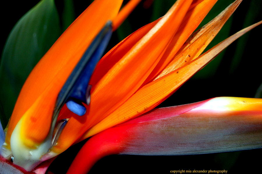 Bird of Paradise flower Photograph by Mia Alexander