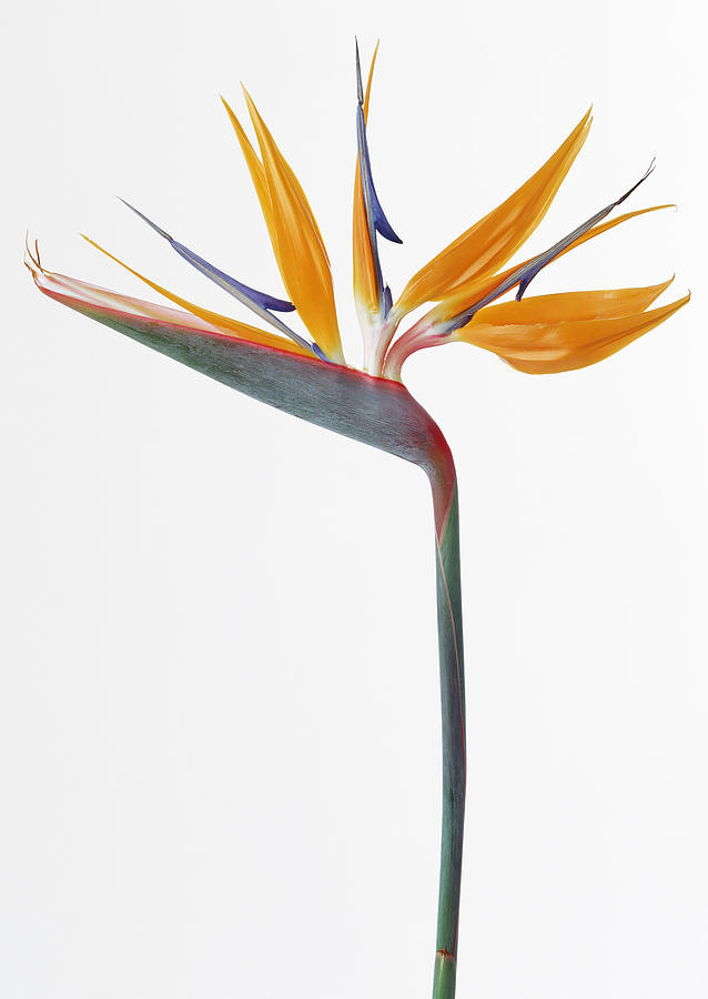 Bird of Paradise Flower Photograph by Michelle Halsey