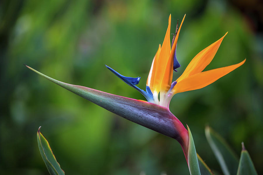 Bird of Paradise Flower Photograph by Pierre Leclerc Photography