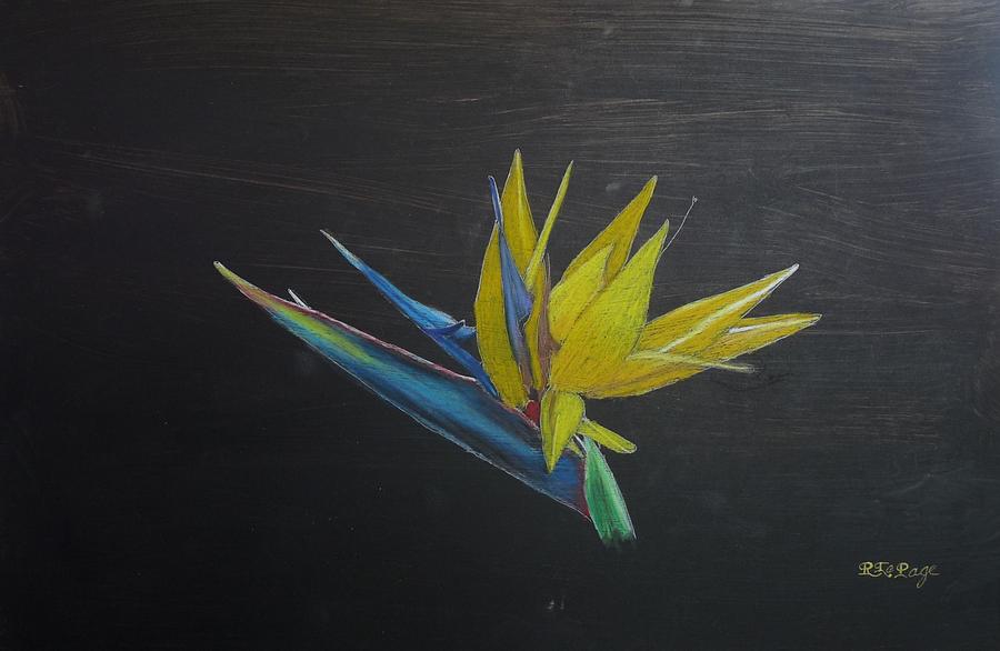 Bird of Paradise Flower Pastel by Richard Le Page