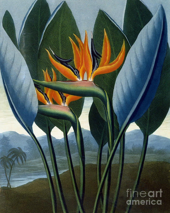 Jungle Painting - Bird of Paradise Flower  The Queen by Peter Charles Henderson