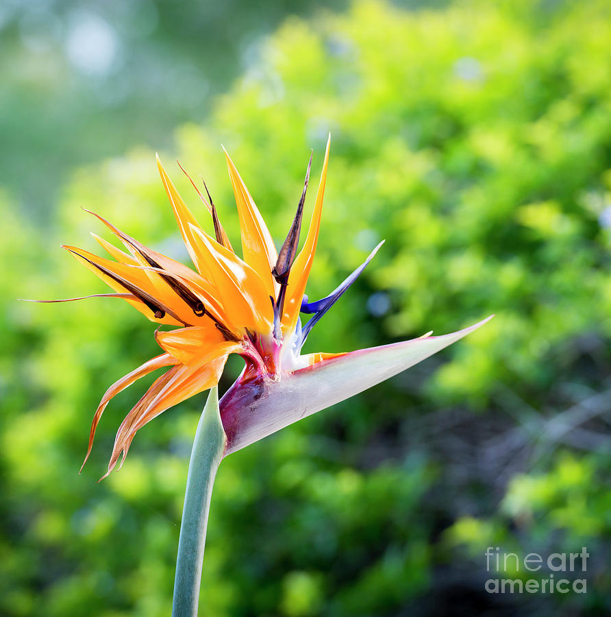 Paradise Photograph - Bird Of Paradise Flower by THP Creative