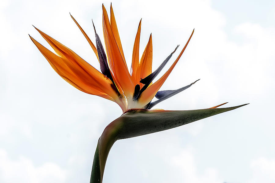 Bird of Paradise Flower Photograph by Wolfgang Stocker