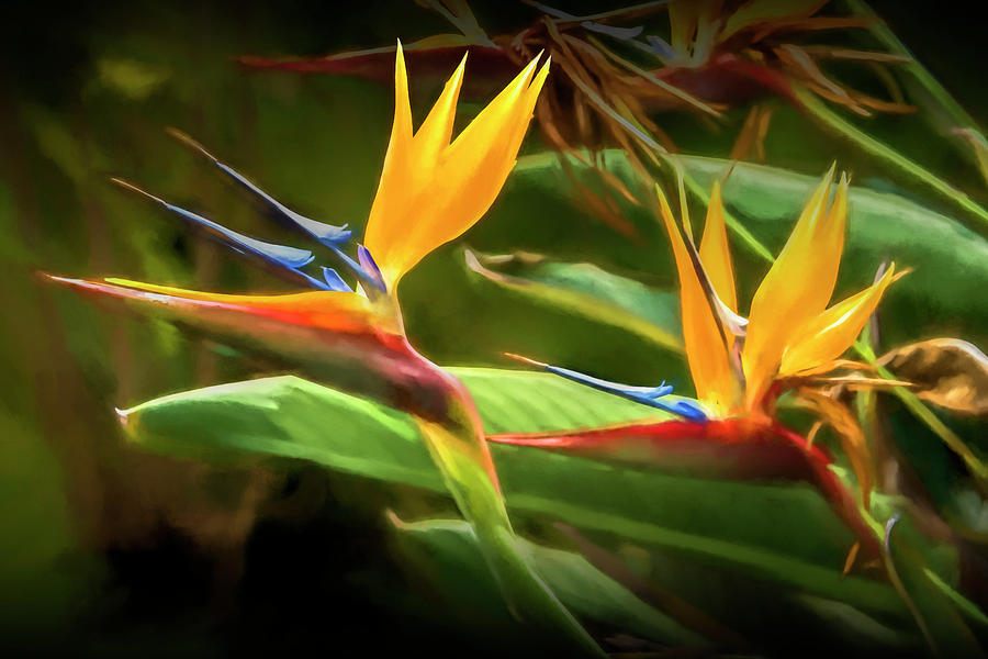 Bird of Paradise Flowers in California Photograph by Randall Nyhof