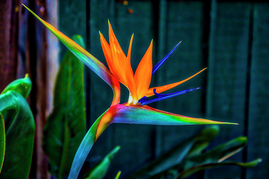 Flower Photograph - Bird Of Paradise by Garry Gay