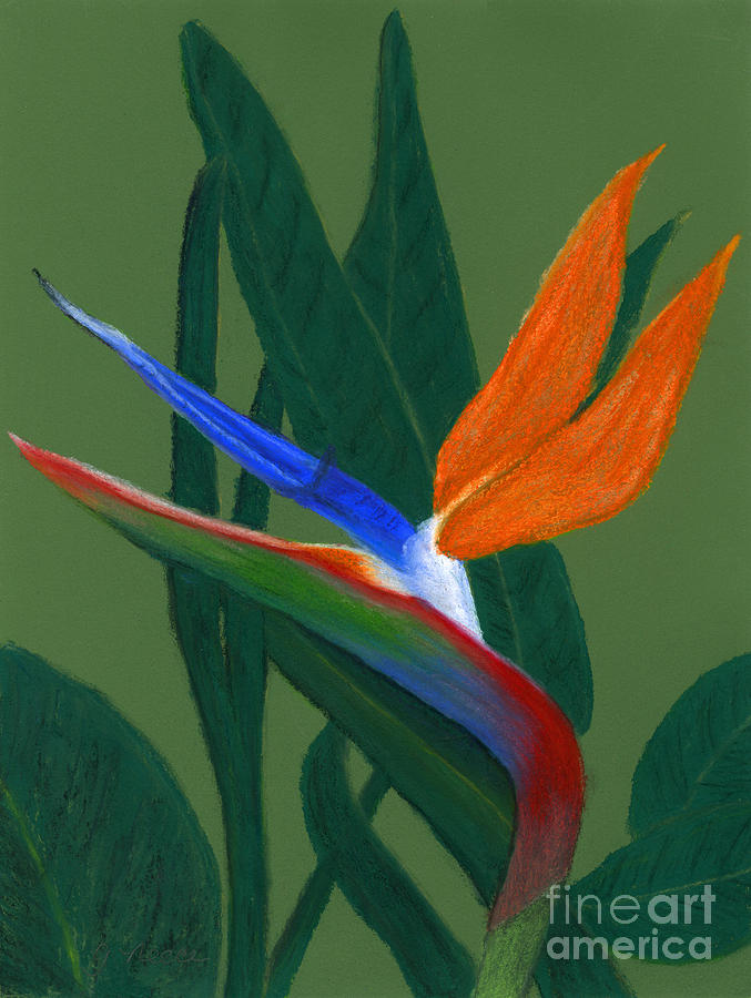 Bird of Paradise Painting by Ginny Neece