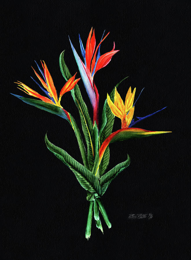 Flower Painting - Bird of Paradise in Black by Peter Piatt
