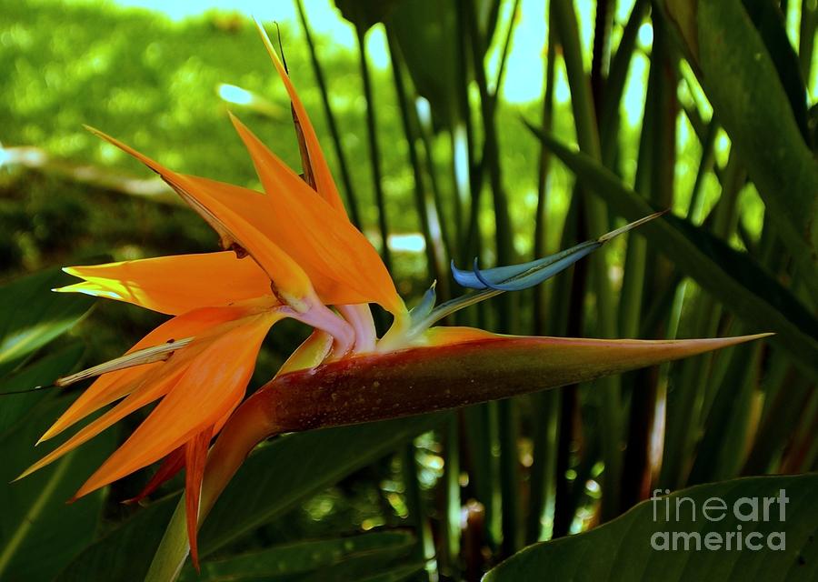 Bird Of Paradise In The Late Afternoon Photograph