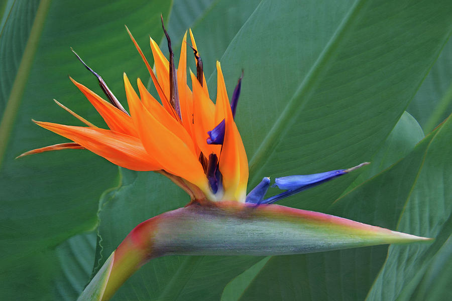 Bird-of-paradise Photograph by Isabela and Skender Cocoli | Fine Art ...