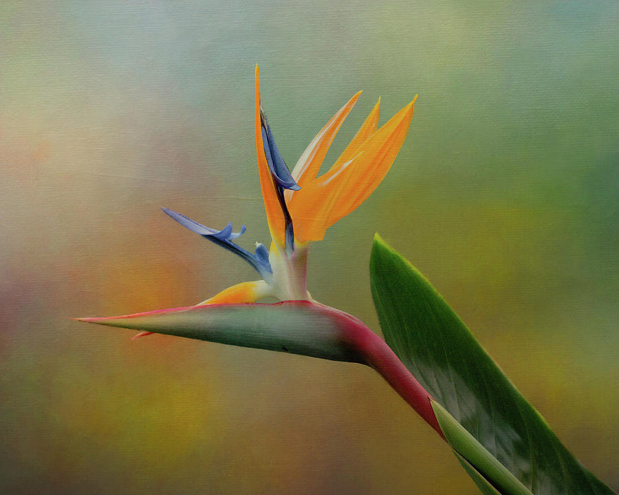 Bird of Paradise Photograph by Joan Baker