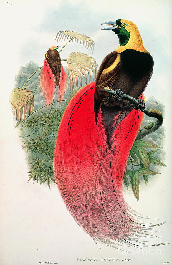 John Gould Painting - Bird of Paradise by John Gould