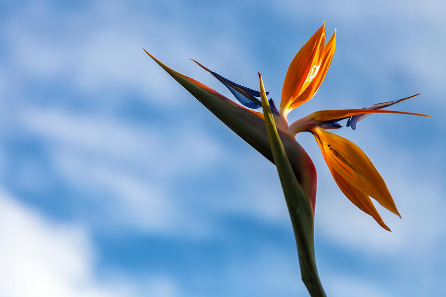 Bird-Of-Paradise Photograph by Jonathan Nguyen - Fine Art America