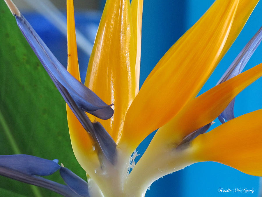 Bird of Paradise Photograph by Kathie McCurdy