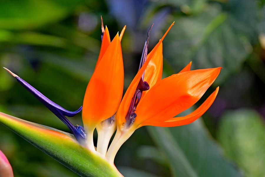 Bird of Paradise Photograph by Lena Photo Art - Fine Art America