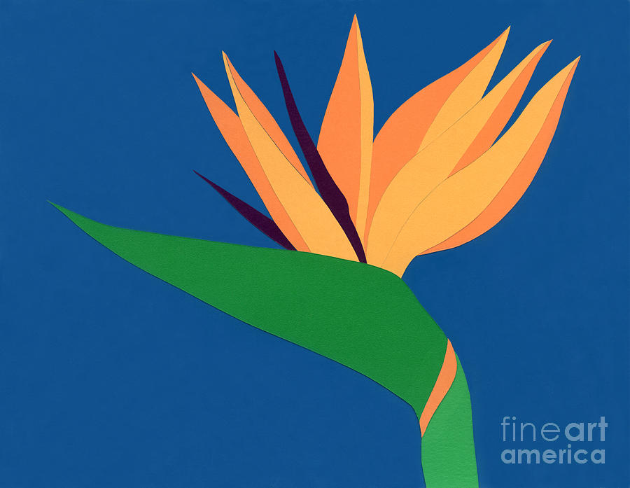 Bird Of Paradise Drawing by Lucyna A M Green