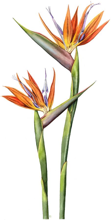 Bird of Paradise Painting by Lynne Henderson