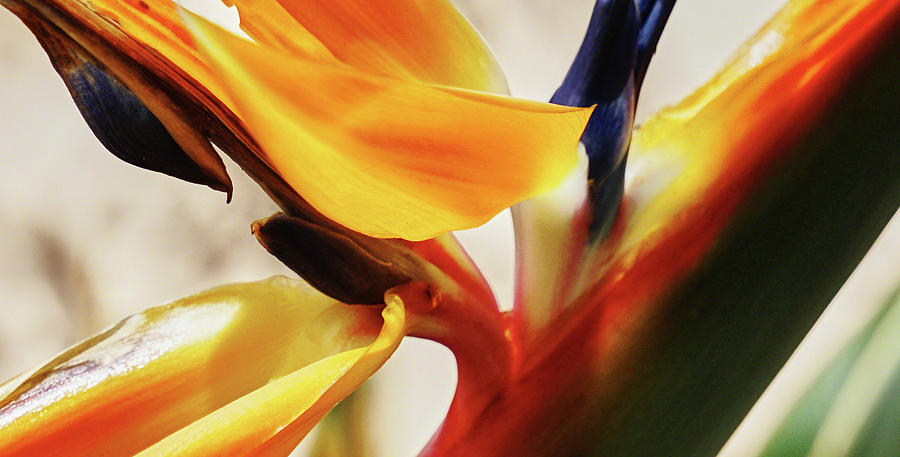 Bird of Paradise Macro Photograph by Kenneth Roberts