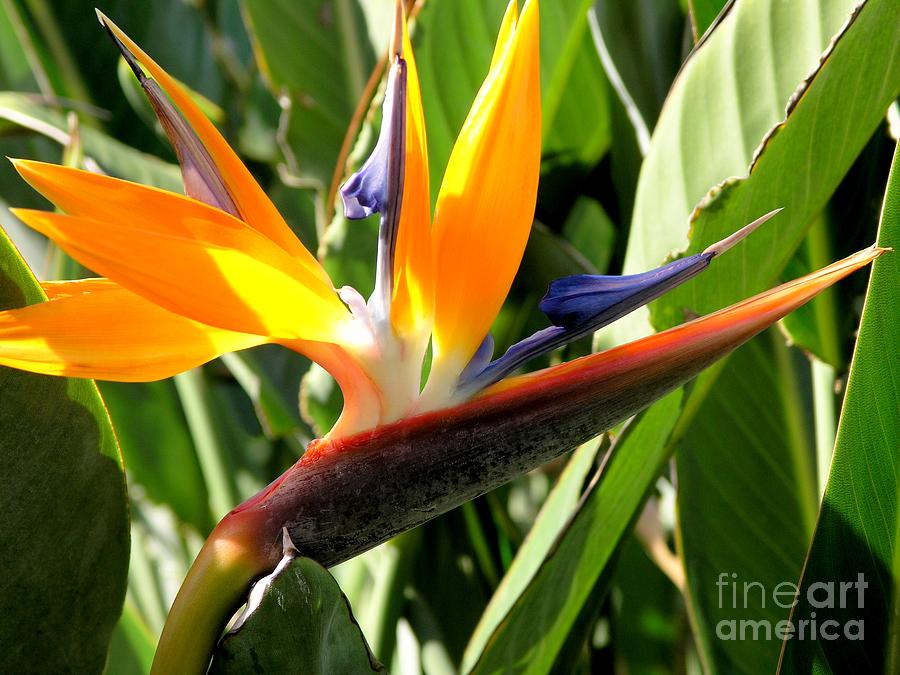 Bird of Paradise Photograph by Mary Deal