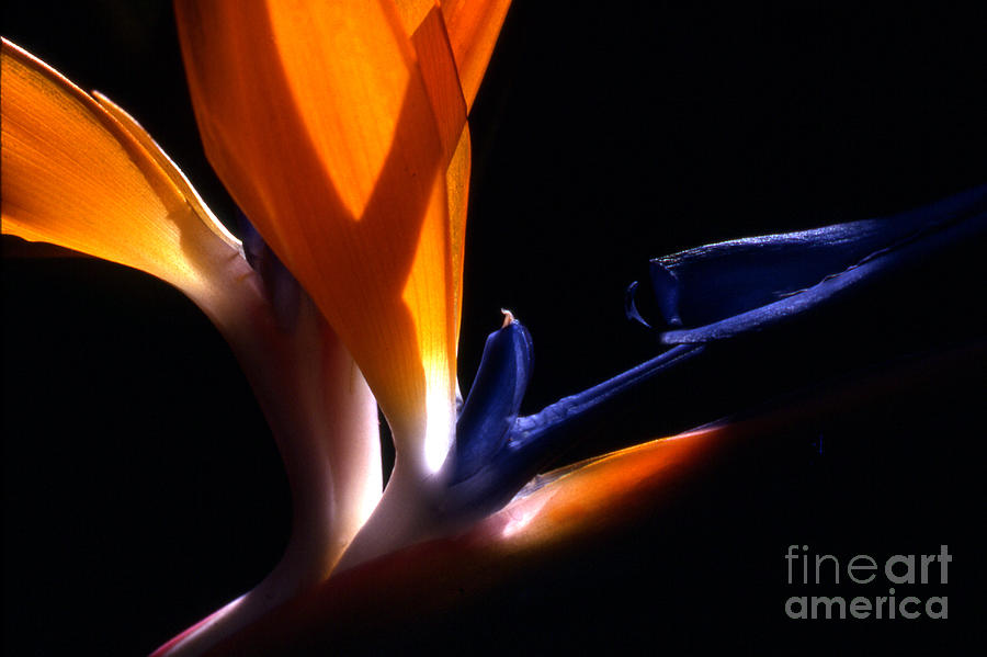 Nature Photograph - Bird of Paradise by Norman Andrus