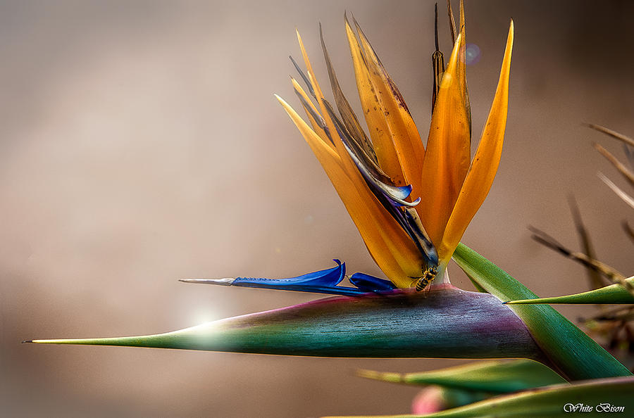 Bird of Paradise Photograph by Patrick Boening