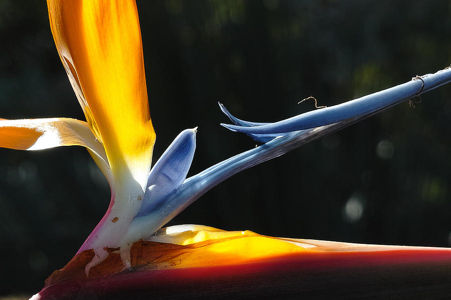 Bird of Paradise by Peter Dyke Bird of Paradise by Peter Dyke