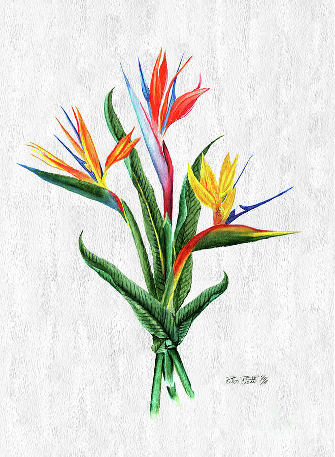 Flower Painting - Bird of Paradise by Peter Piatt