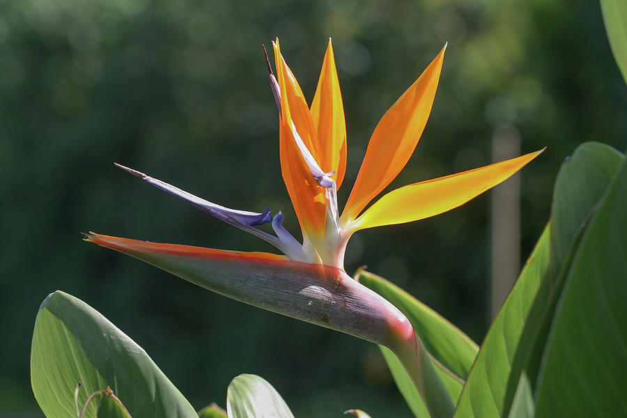 Bird of Paradise Photograph by Ronnie Maum