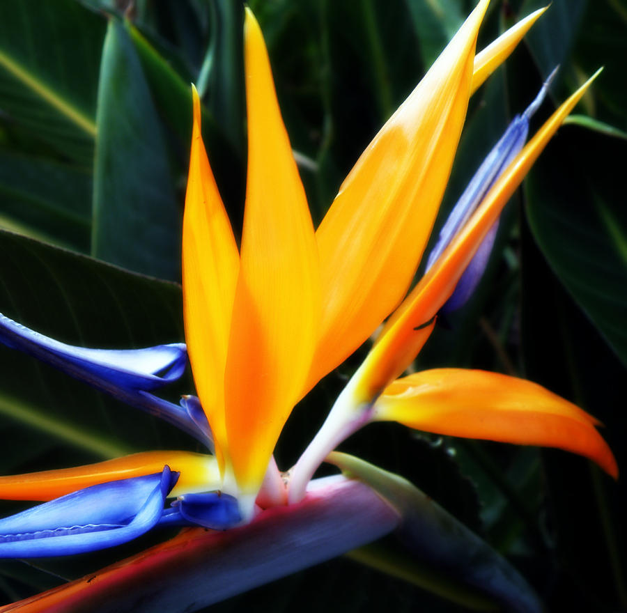 Bird of Paradise Photograph by Rose  Hill
