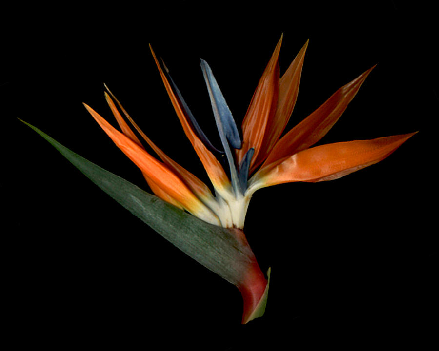 Bird of Paradise Photograph by Sandi Lopez - Fine Art America