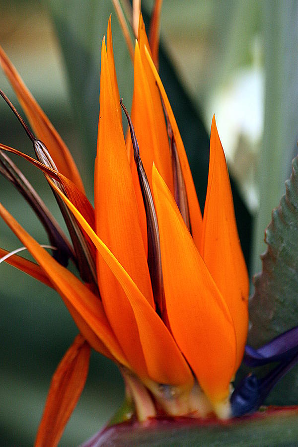 Bird of Paradise Photograph by Sheila Brown