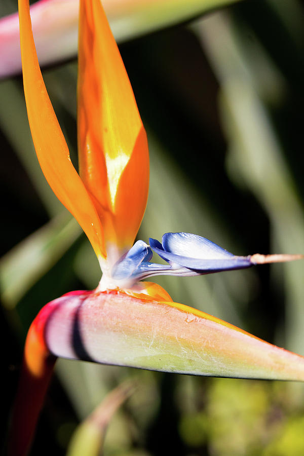 Bird of Paradise Photograph by Steven Jones - Fine Art America