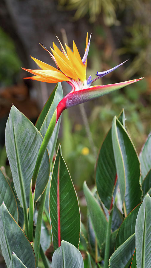 Bird of Paradise Photograph by Susan Rissi Tregoning