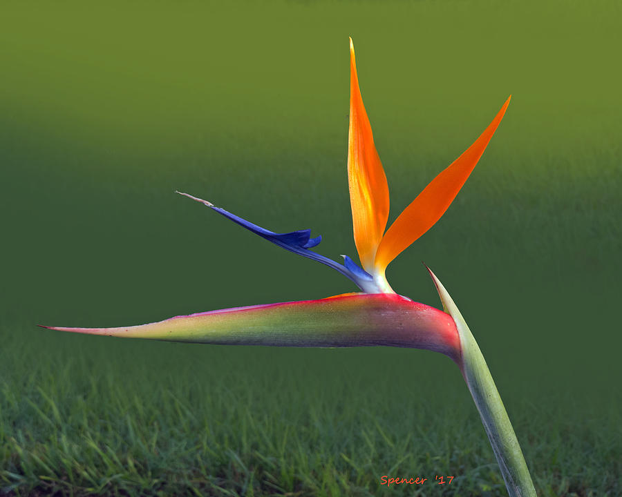 Bird of Paradise Photograph by T Guy Spencer