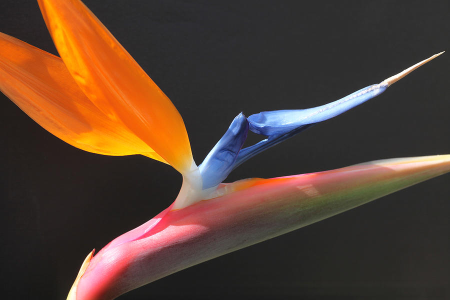 Bird of Paradise Photograph by Tammy Pool