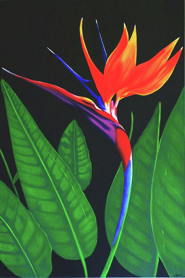 Bird Of Paradise Painting by Tony Hourigan - Pixels