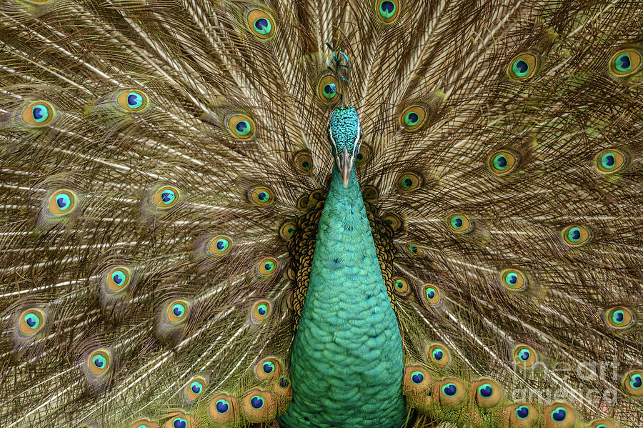 Peacock Photograph by Werner Padarin