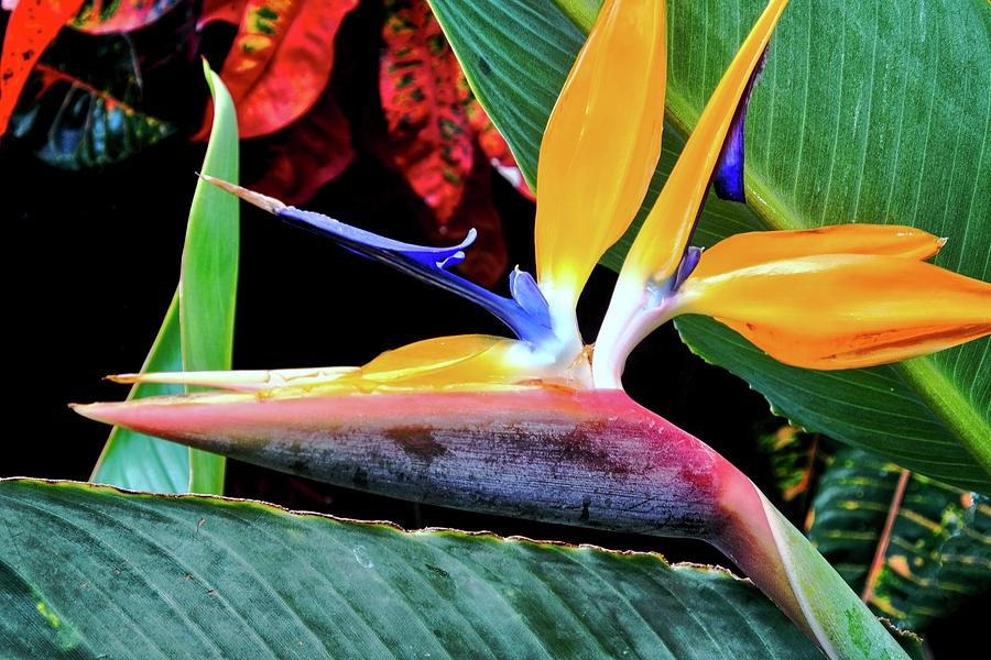 Bird Of Paradise with Crotons I Photograph by Kirsten Giving