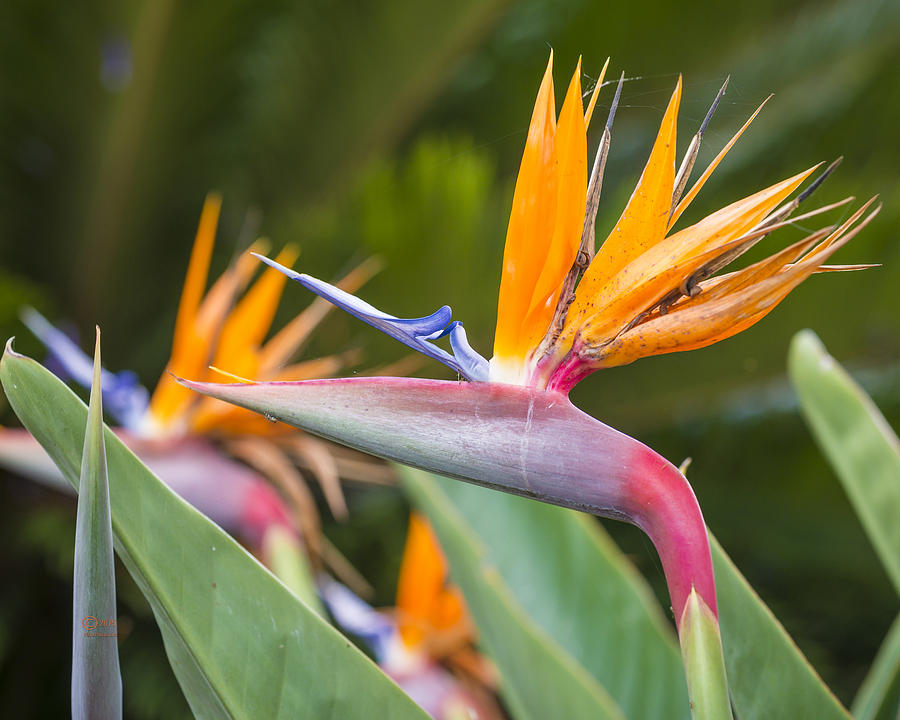Bird of Paridise Flower Photograph by Jim Thompson