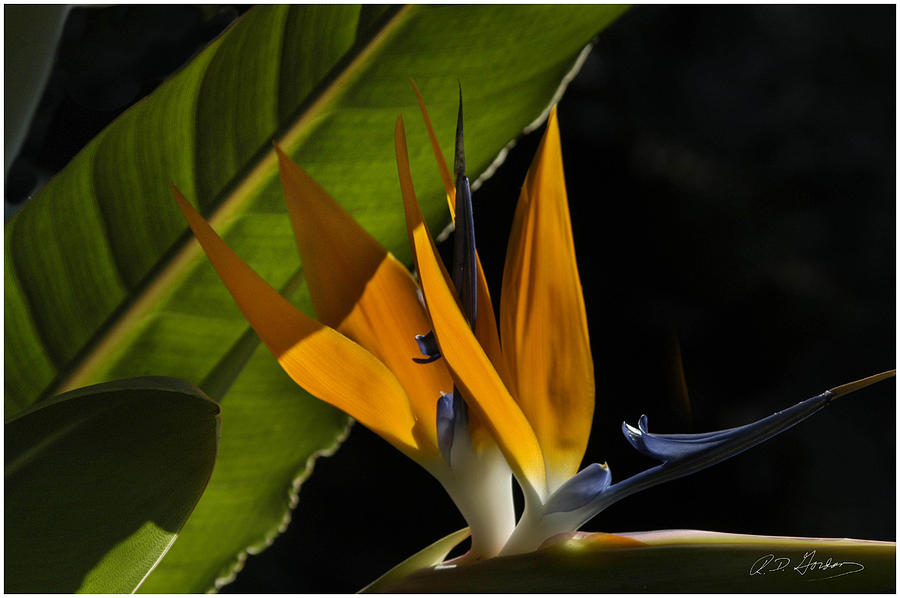 Flower Photograph - Bird of Paridise2 by Richard Gordon Flower Photograph - Bird of Paridise2 by Richard Gordon