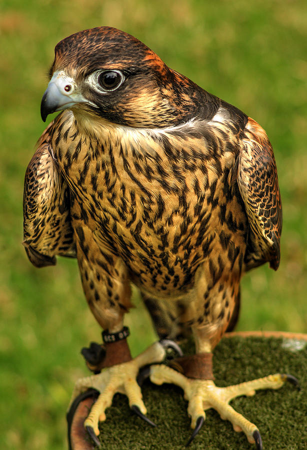 Hawk Photograph - Bird of prey a11 by John Straton