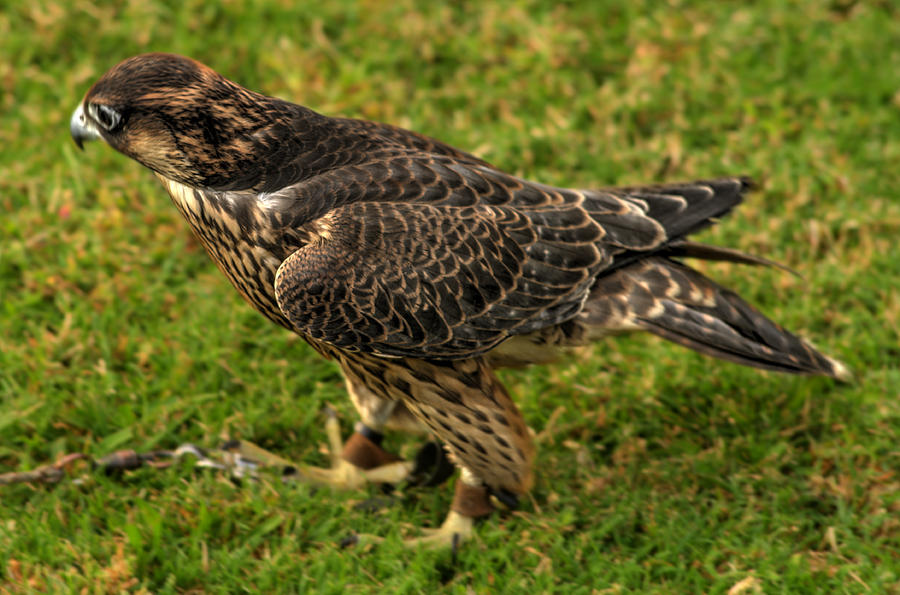 Hawk Photograph - Bird of prey a12 by John Straton