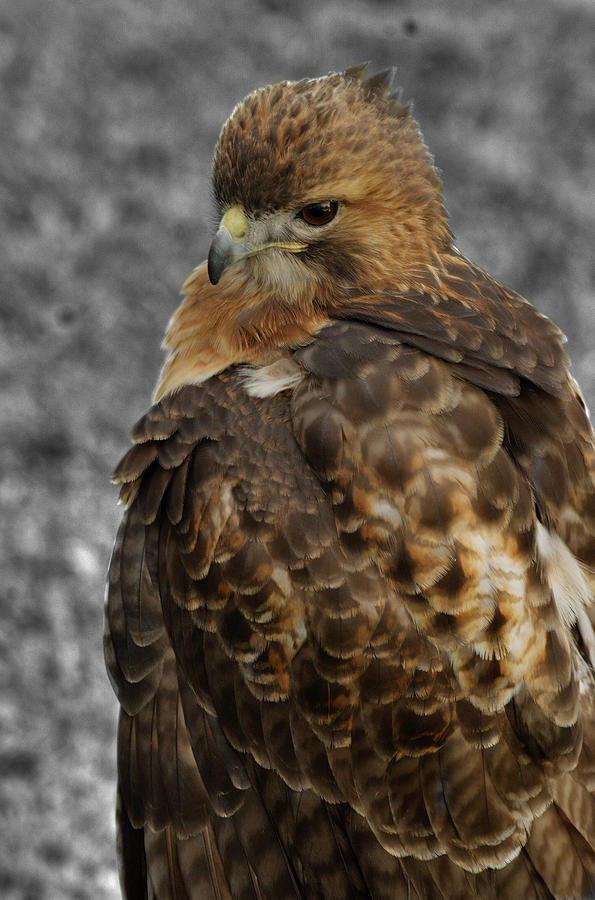 Hawk Photograph - Bird of prey a5 by John Straton
