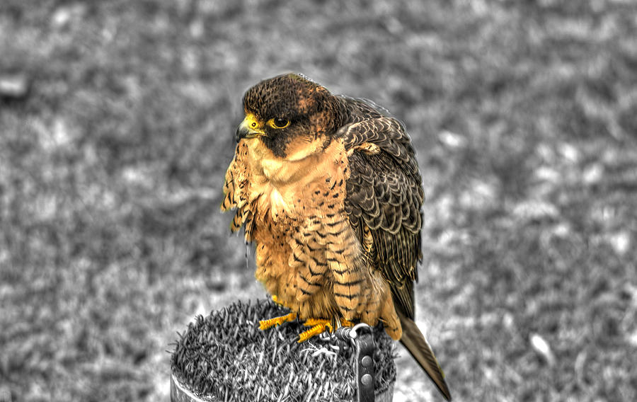 Hawk Photograph - Bird of prey a7 by John Straton