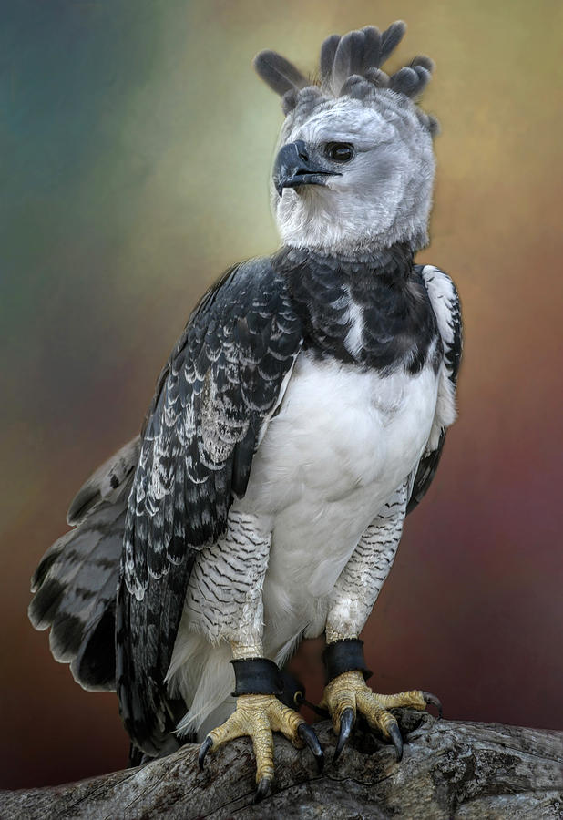 Animal Photograph - Bird of Prey by David and Carol Kelly