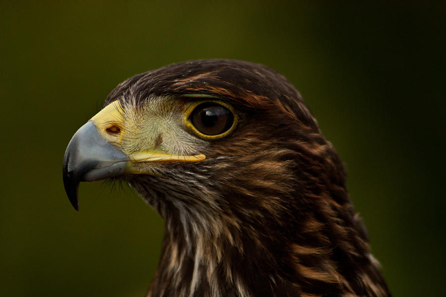Bird of Prey Photograph by Dawn OConnor