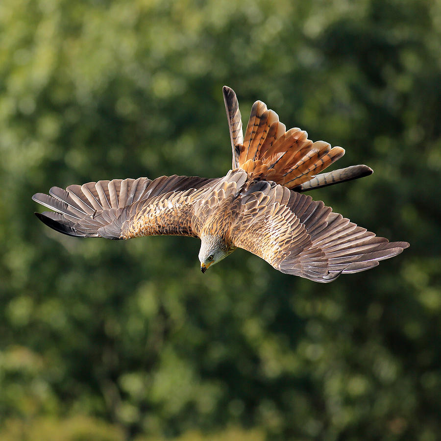 Bird of prey diving Photograph by Grant Glendinning