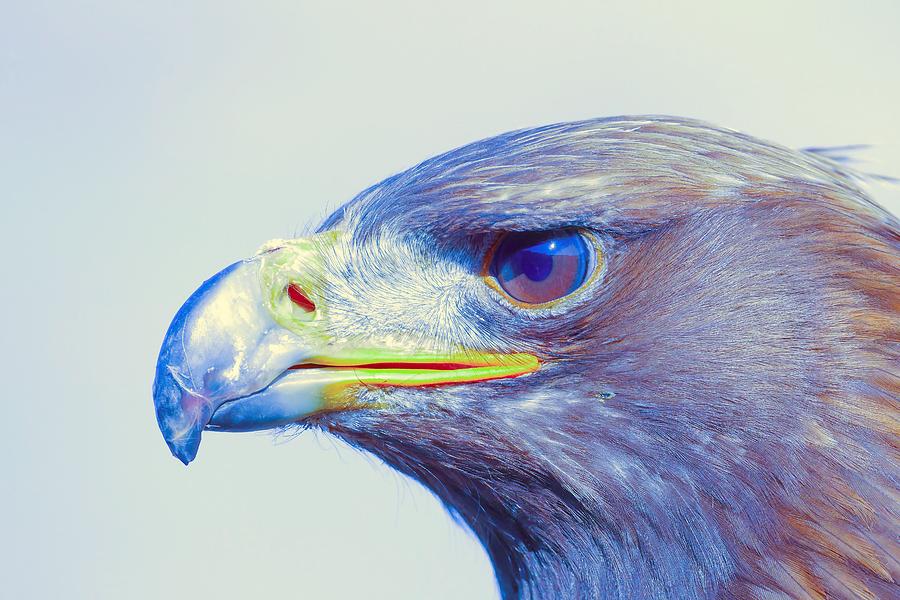 Bird of Prey - Eagle 1 Painting by Celestial Images
